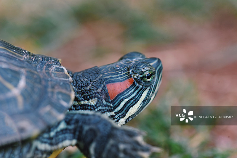 红耳滑龟头部特写图片素材