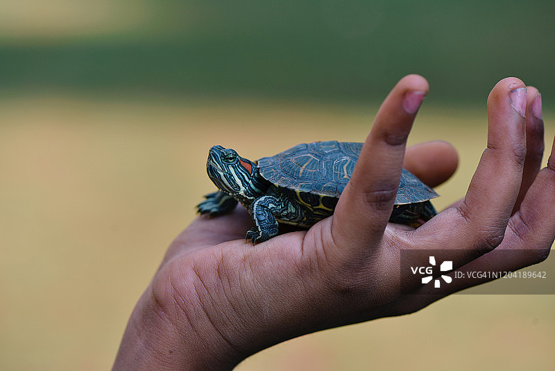手中拿着的红耳滑龟图片素材