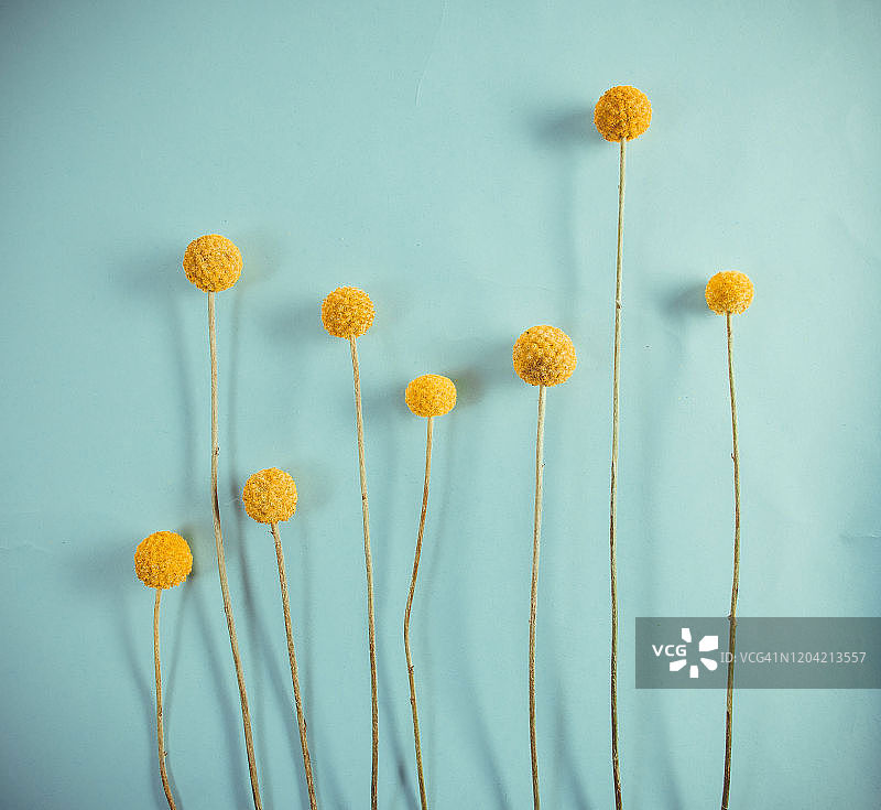 金槌花图片素材