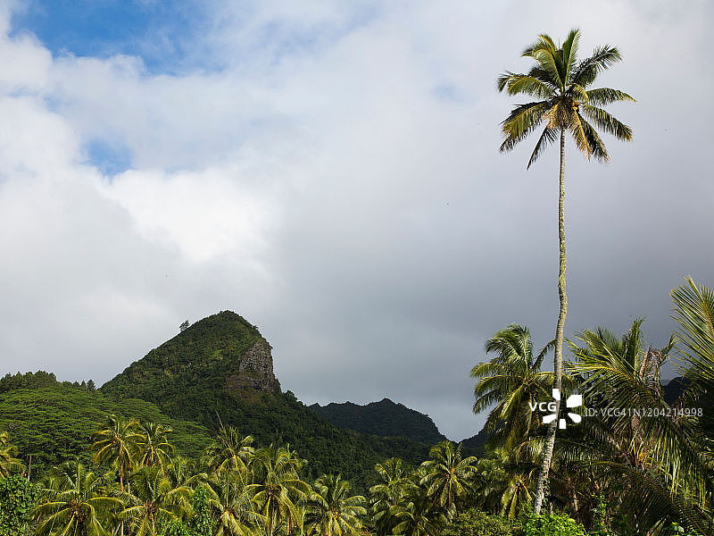 孤零零的棕榈树图片素材
