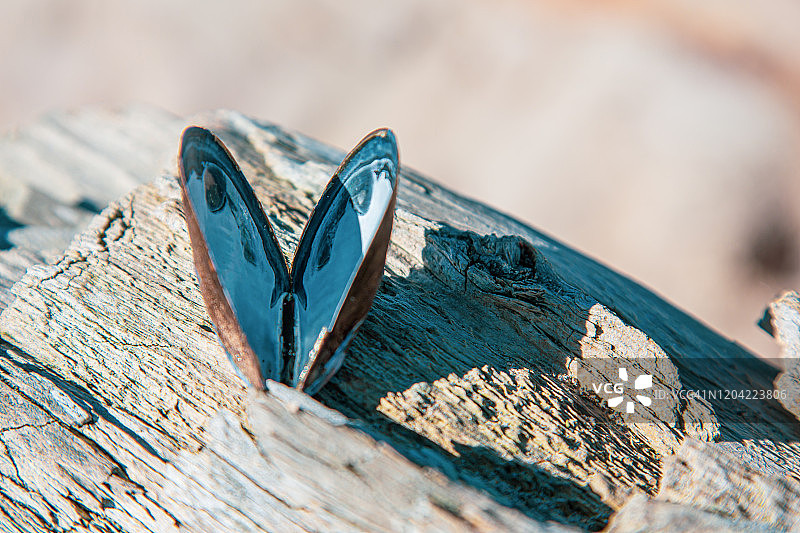 海滩浮木上的蓝色心形或蝴蝶形牡蛎壳图片素材