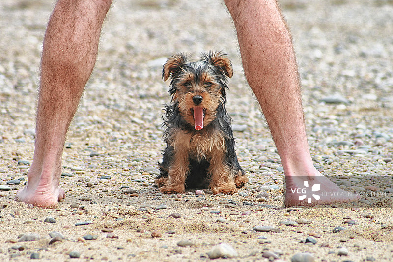 海滩上的狗图片素材