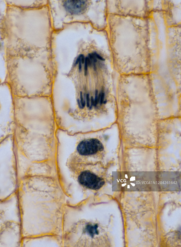有丝分裂——后期和末期——植物有丝分裂，洋葱根尖，250倍图片素材