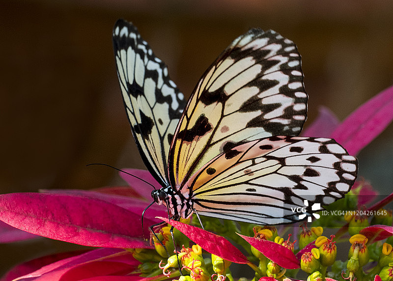 纸风筝蝴蝶或树若虫蝴蝶（Idea leuconoe）在哥斯达黎加的原生野生一品红上图片素材