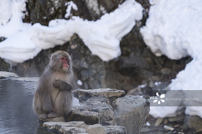 一只日本雪猴盯着一点，坐在长野地狱谷雪猴公园雪山中的温泉浴缸边缘图片素材