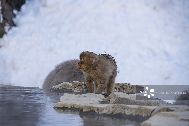 2019年2月17日，日本长野地狱谷雪猴公园在雪山温泉中漫步的小雪猴图片素材