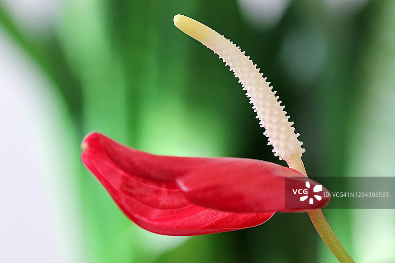 花烛属植物图片素材