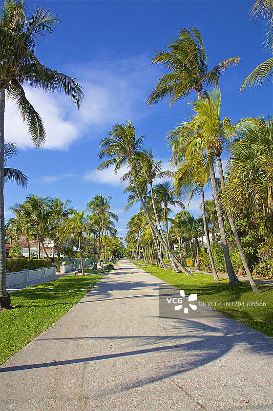 佛罗里达州蓝天下棕榈树街景图片素材