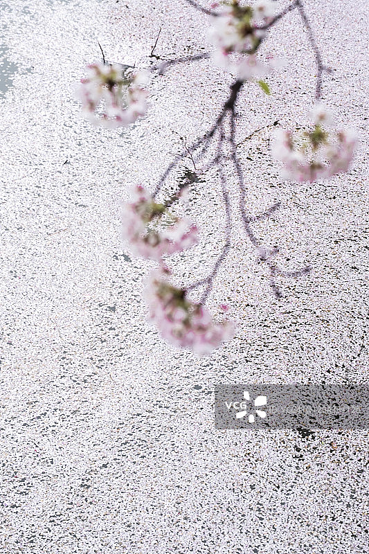 水中漂浮的许多樱花花瓣图片素材