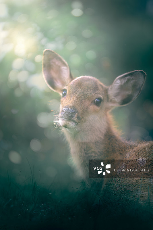 日本奈良公园小鹿头像，梦幻背景图片素材