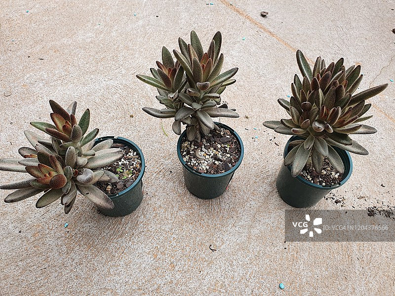 巧克力兔耳多肉植物图片素材