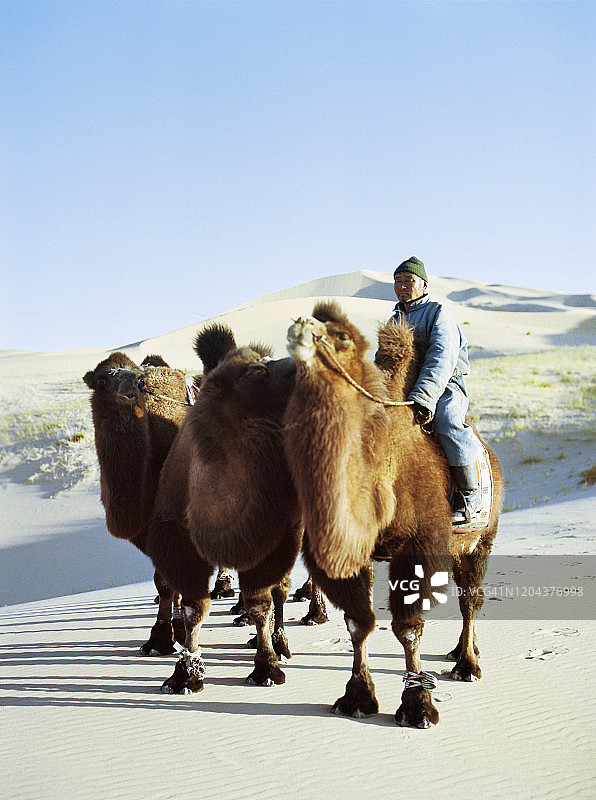 男人在日落时分的戈壁沙漠中带领骆驼队图片素材