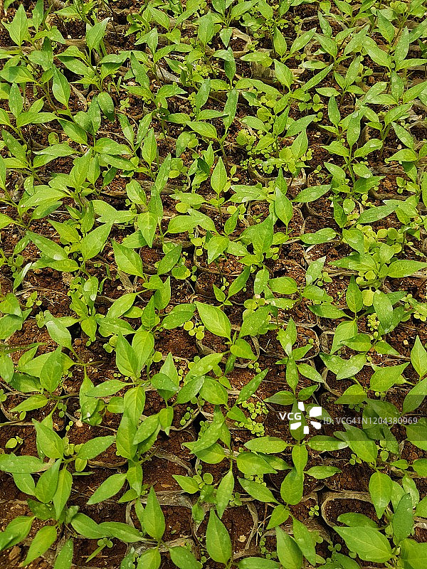 辣椒幼苗图片素材