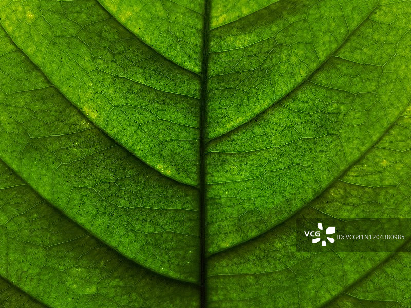 咖啡树叶特写镜头图片素材