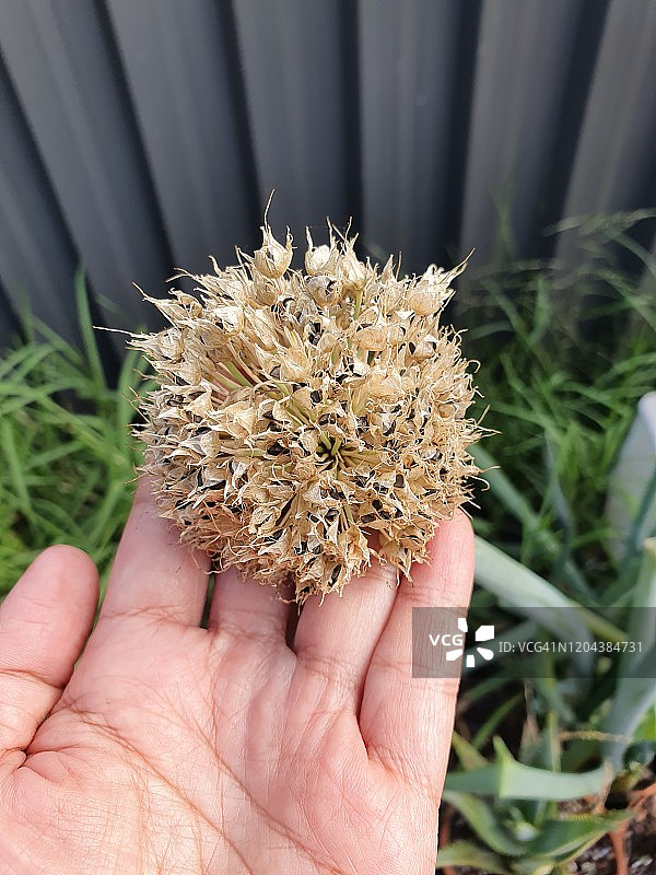 特写：洋葱花种子荚图片素材