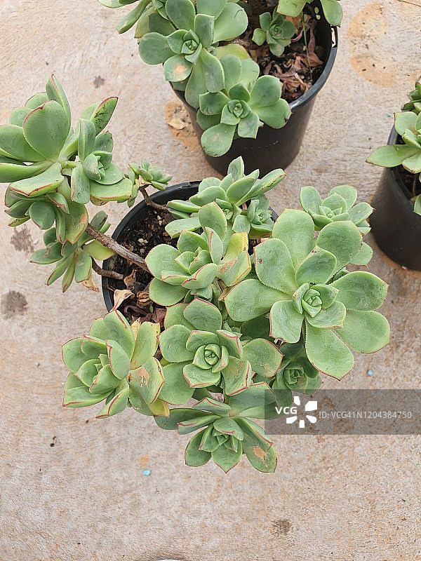 莲花掌特写图片素材