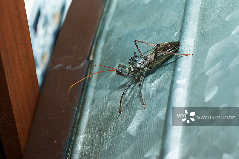 镀锌钢上的车轮虫图片素材