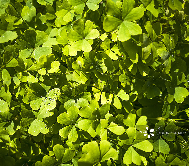 绿色三叶草特写图片素材