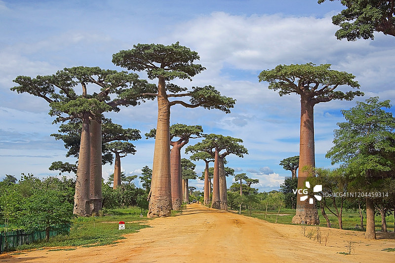 猴面包树大道，午后阳光，马达加斯加西部图片素材