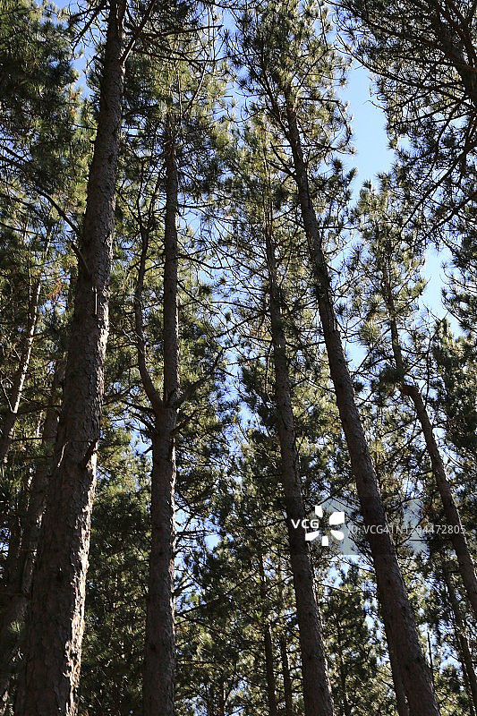 蓝天下纤细的松树的低角度视图图片素材