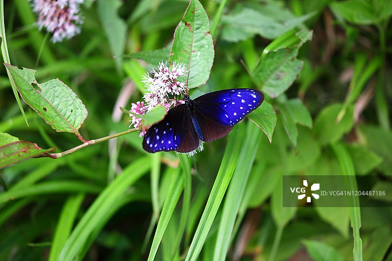 紫斑蝶图片素材