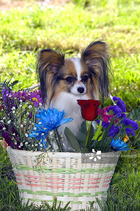 花篮里摆姿势的蝴蝶犬图片素材