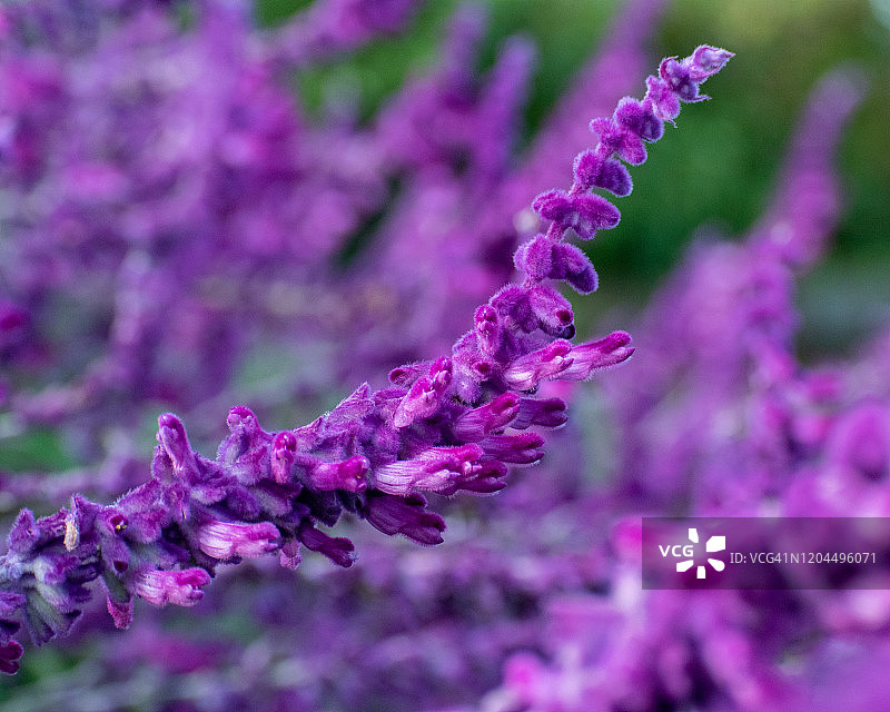 银叶鼠尾草图片素材