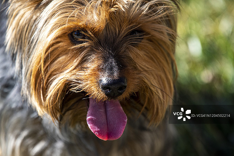 澳洲丝毛梗图片素材