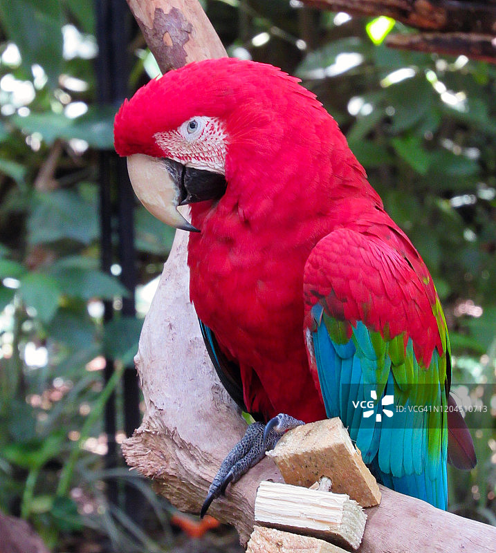 一只金刚鹦鹉图片素材