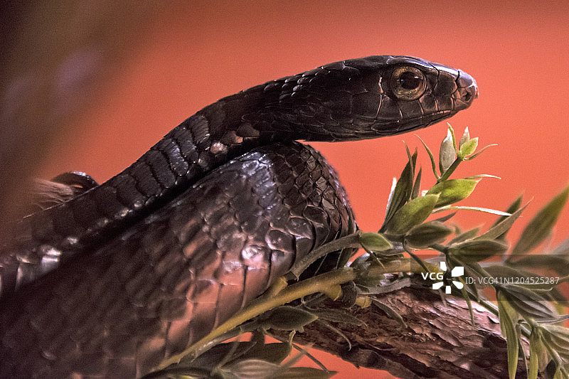 西部菱斑响尾蛇图片素材