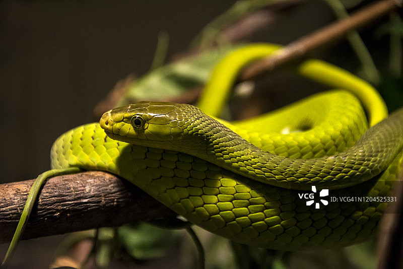 东非绿曼巴蛇图片素材
