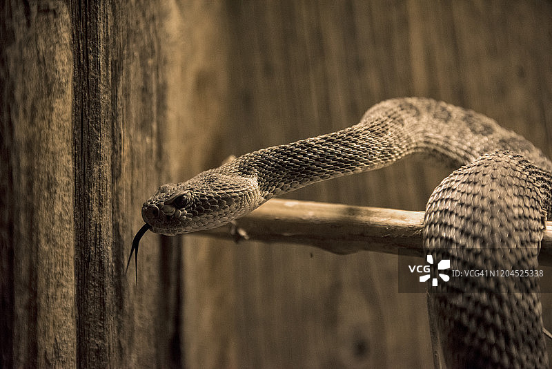 西部菱斑响尾蛇图片素材