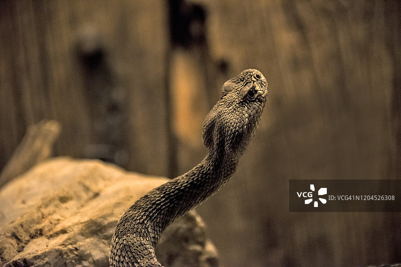 西部菱斑响尾蛇图片素材