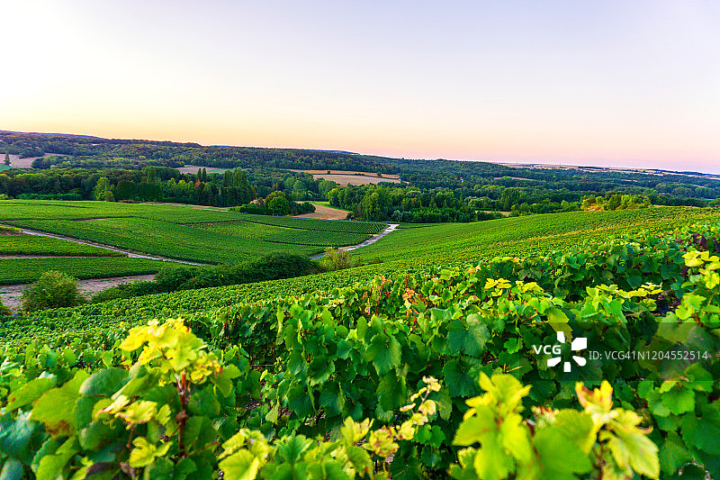 列葡萄藤葡萄在香槟葡萄园的蒙特尼德兰斯图片素材