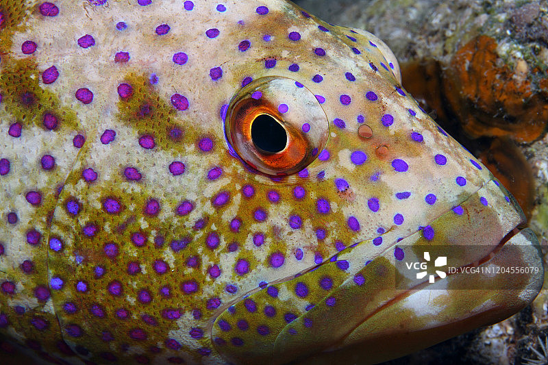 Variola louti EG-65图片素材