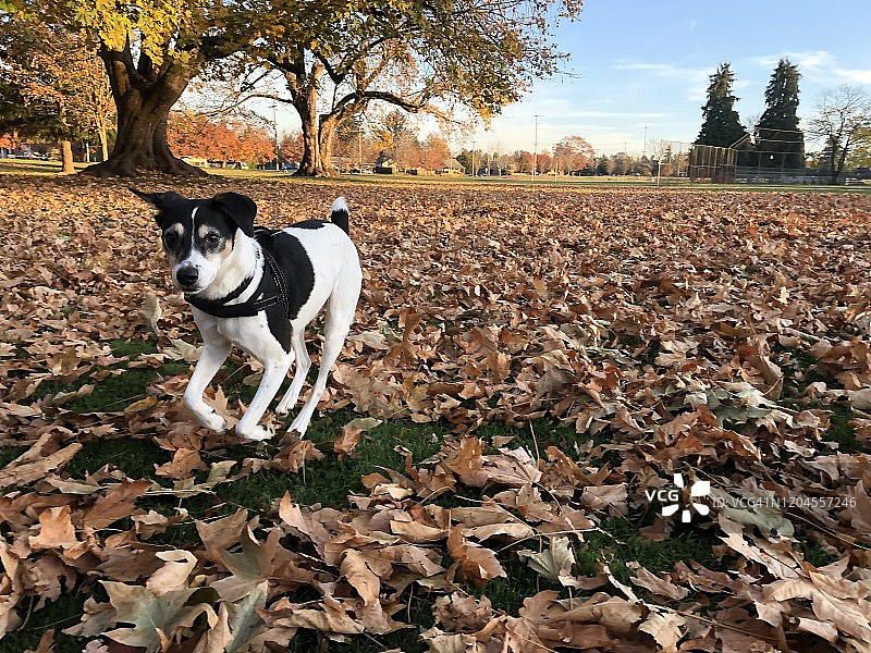 俄勒冈州波特兰公园：在落叶中奔跑的猎狐梗图片素材