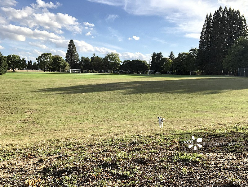 在俄勒冈州波特兰公园里，一只没有拴绳的狗在奔跑图片素材