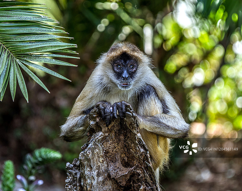 蜘蛛猴图片素材