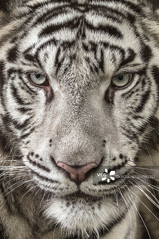 苏门答腊白虎特写，印度尼西亚图片素材