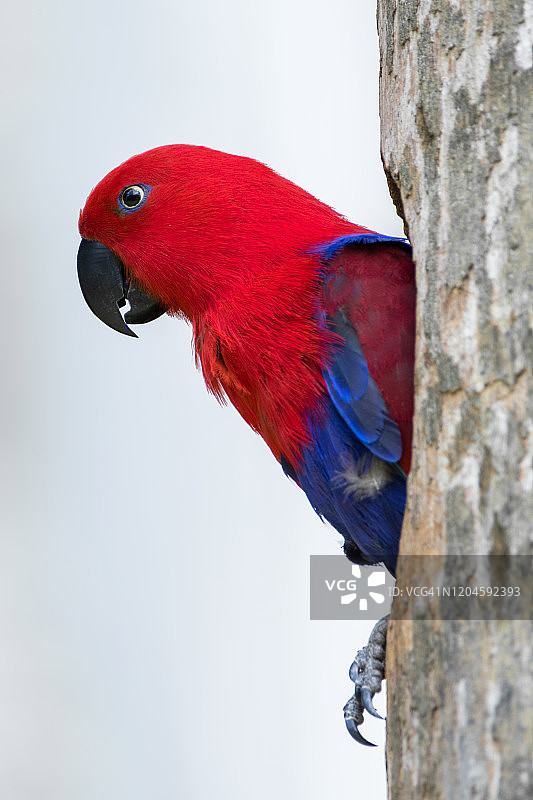印度尼西亚树上的红领鹦鹉肖像图片素材