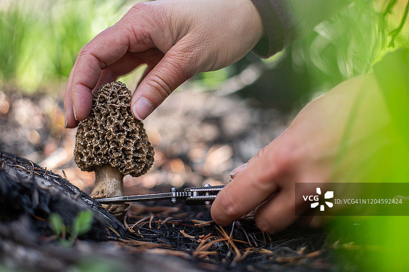 女人在美国的森林里采摘野生羊肚菌图片素材