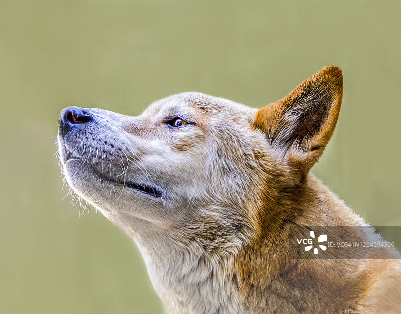 澳大利亚澳洲野犬肖像图片素材