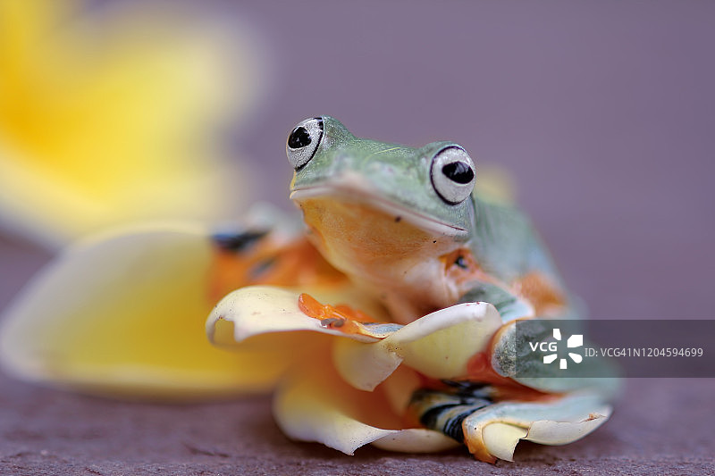 华莱士飞蛙栖息在黄色鸡蛋花上，印度尼西亚图片素材
