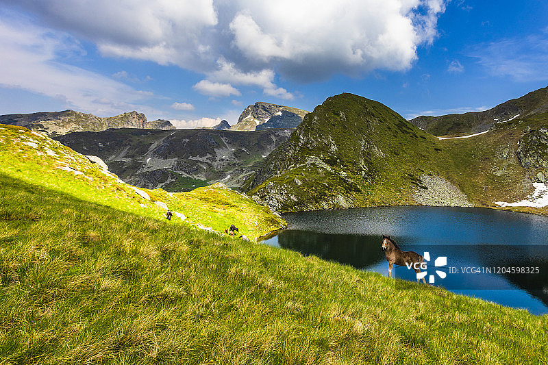 湖边的野马图片素材