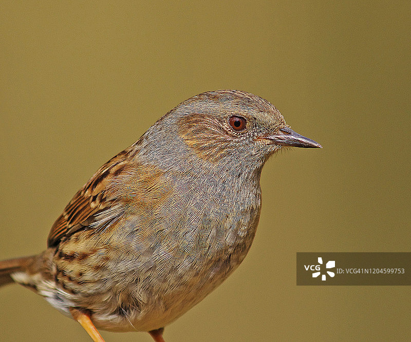山噪鹛图片素材