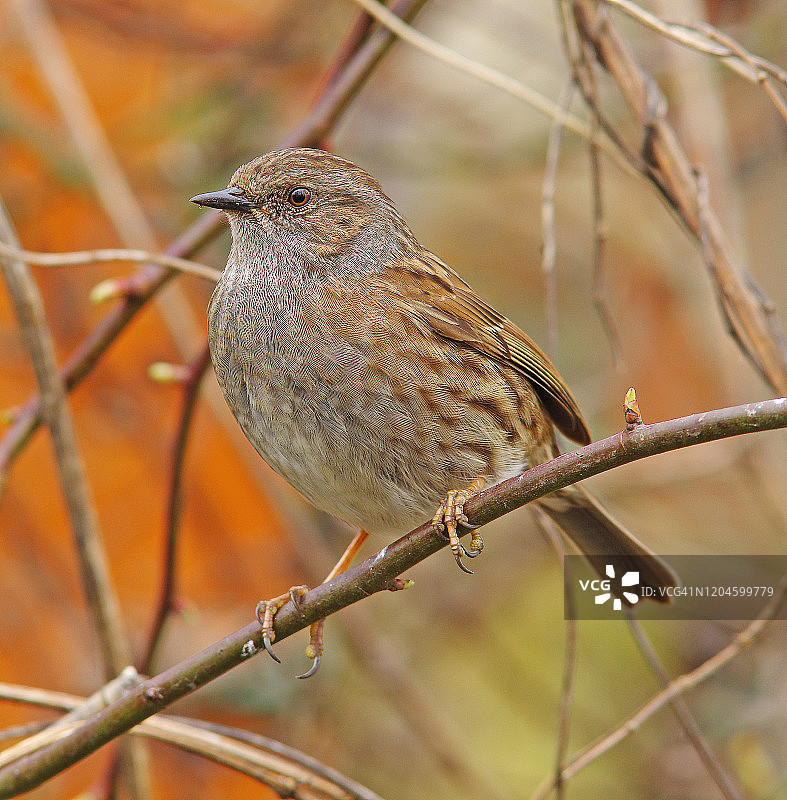 山噪鹛图片素材