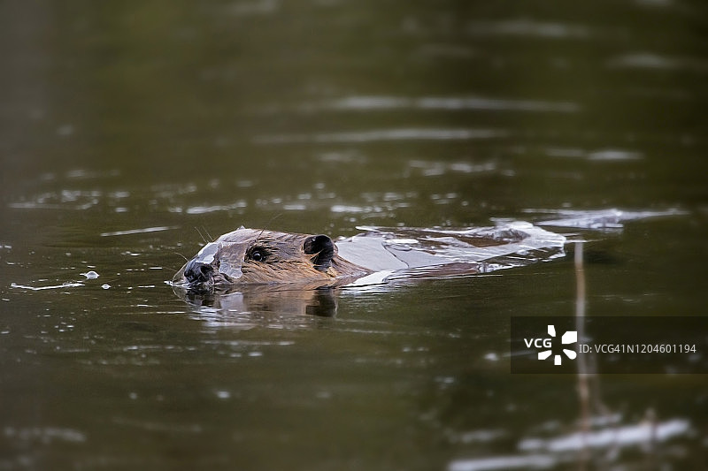 海狸破冰游泳图片素材