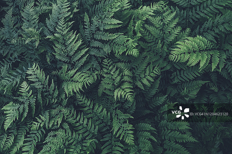 蕨类植物图片素材