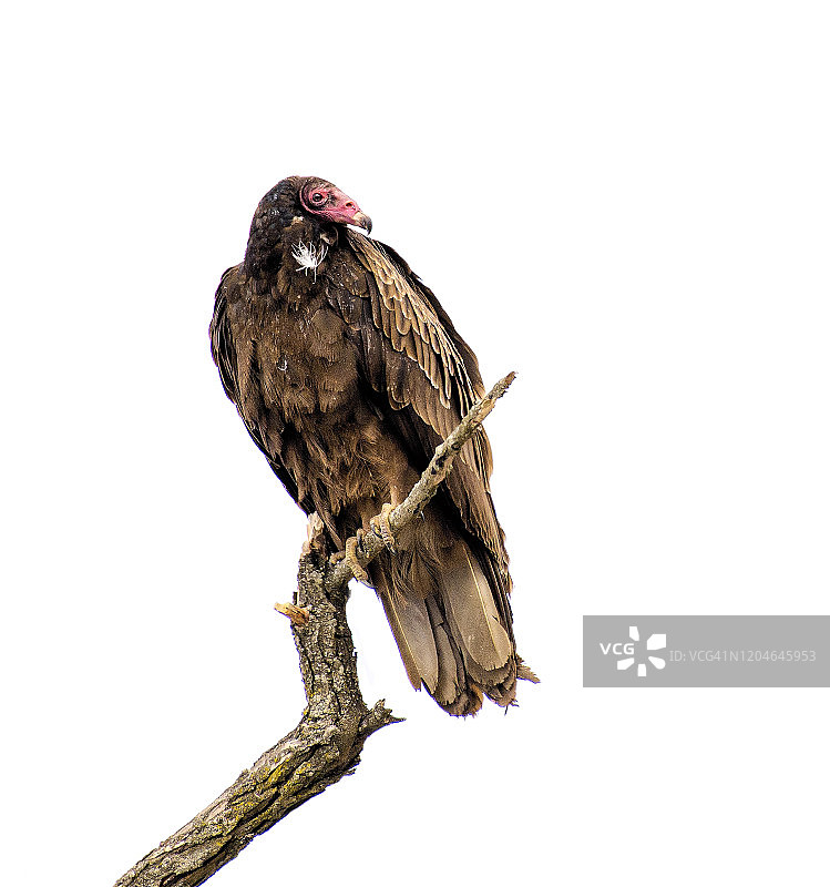 栖息在白色背景下的可爱秃鹰图片素材