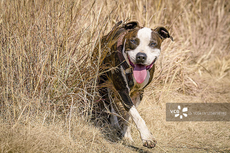 快乐的斗牛犬图片素材